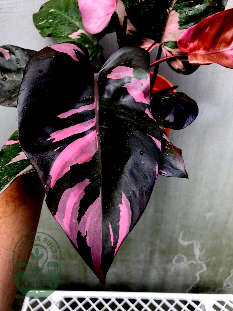 Philodendron Pink Princess Marble King