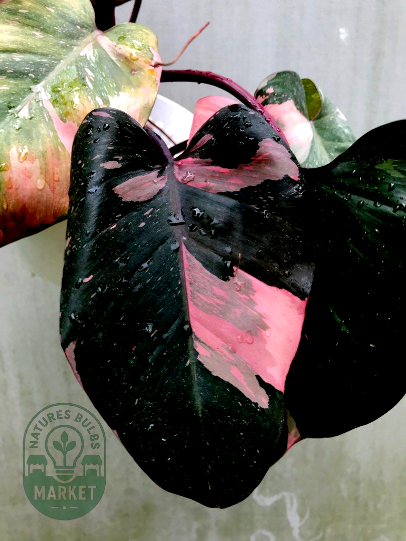 Philodendron Pink Princess Marble King