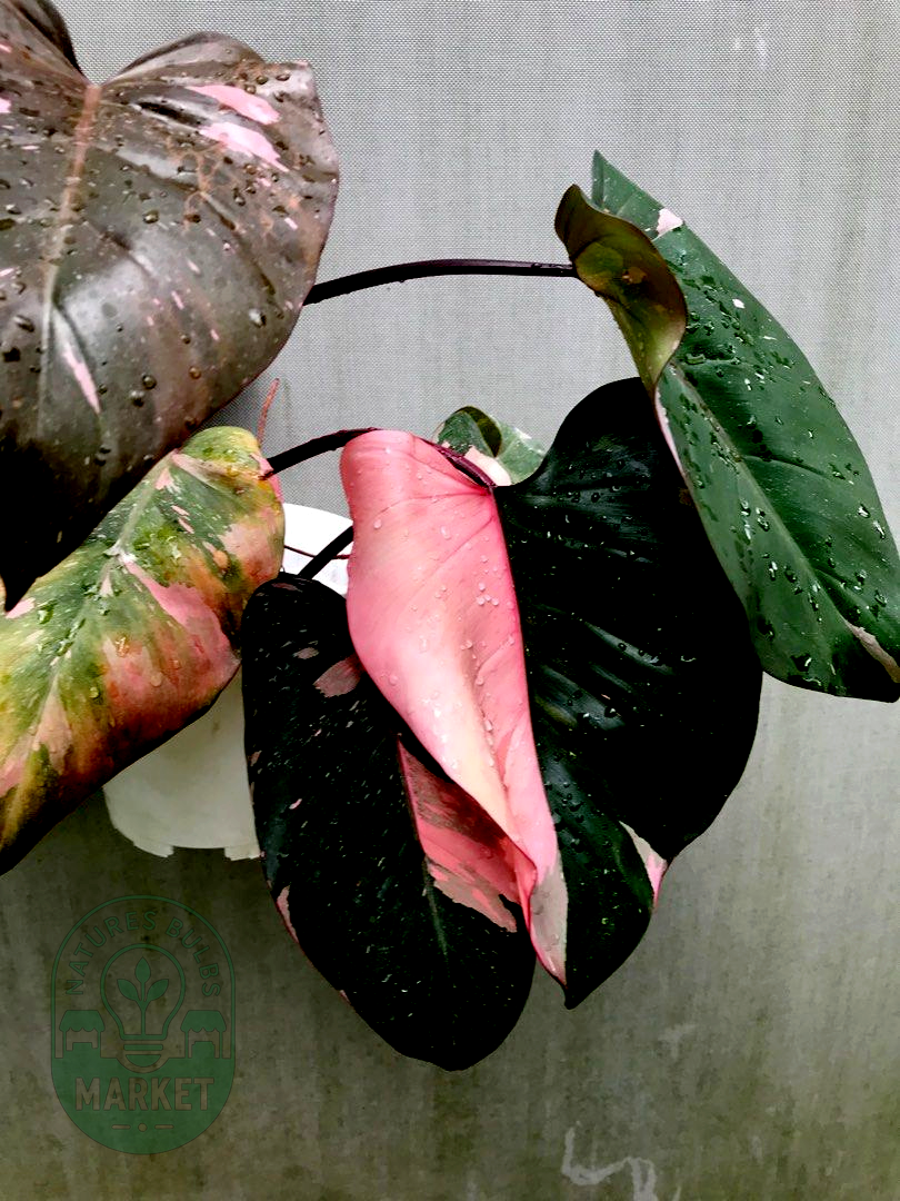 Philodendron Pink Princess Marble King