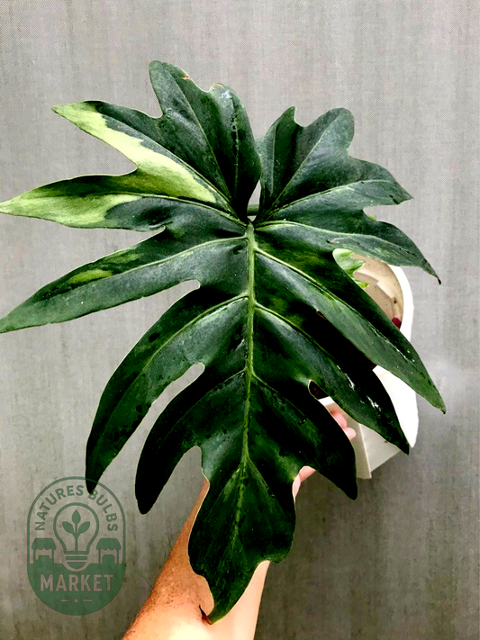 Philodendron radiatum