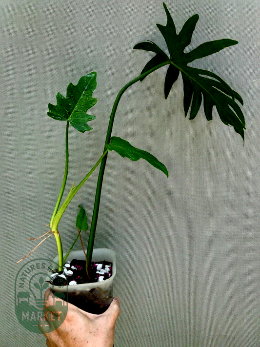 Philodendron radiatum Variegated