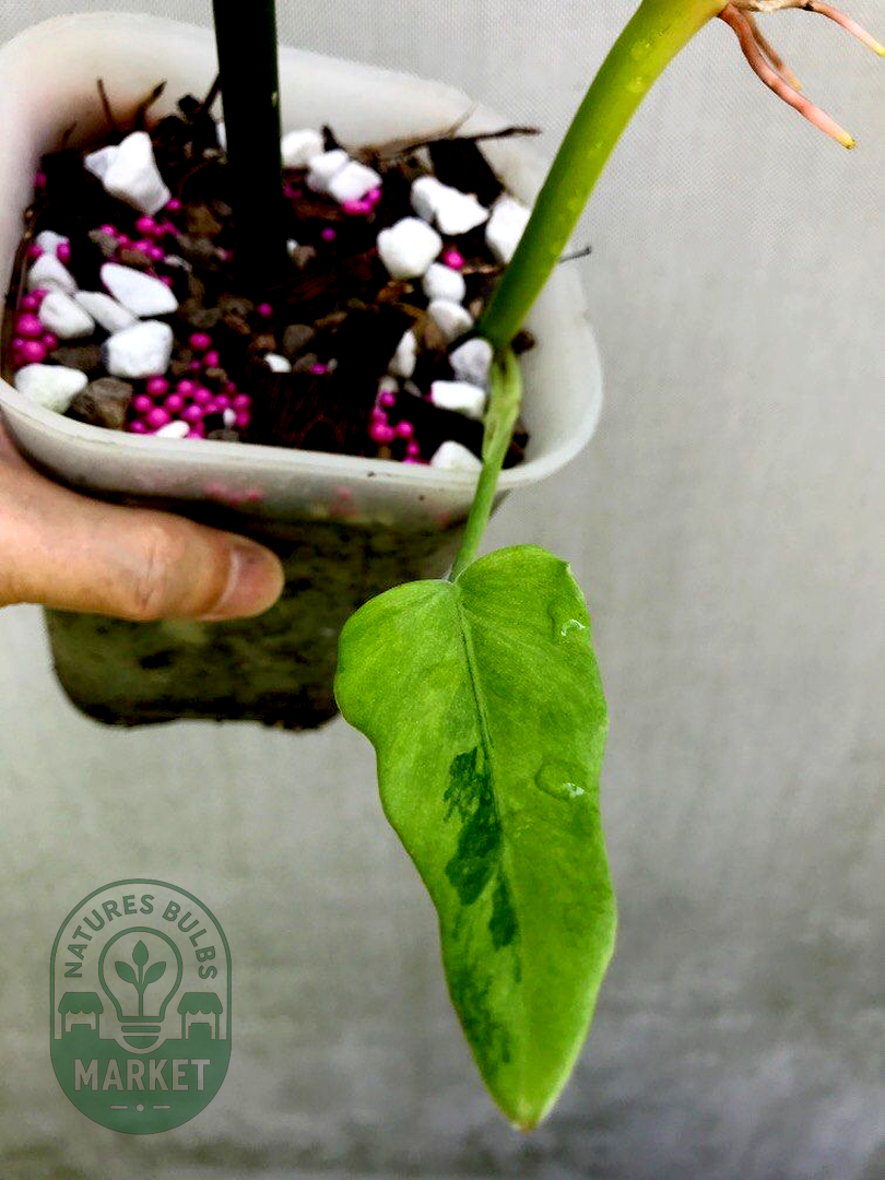 Philodendron radiatum Variegated