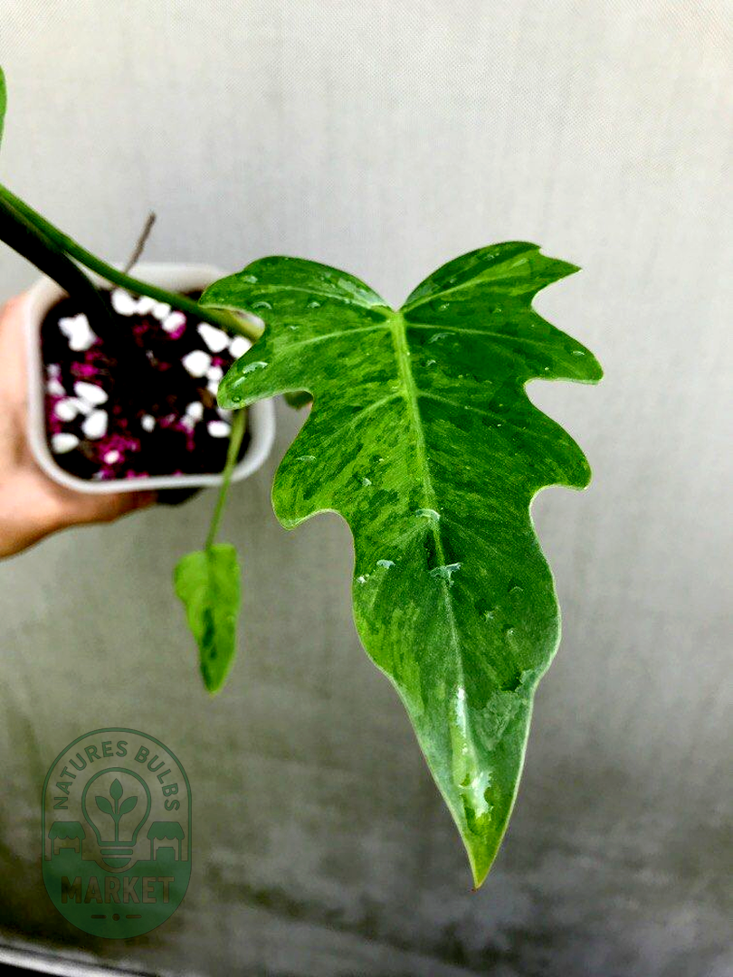 Philodendron radiatum Variegated