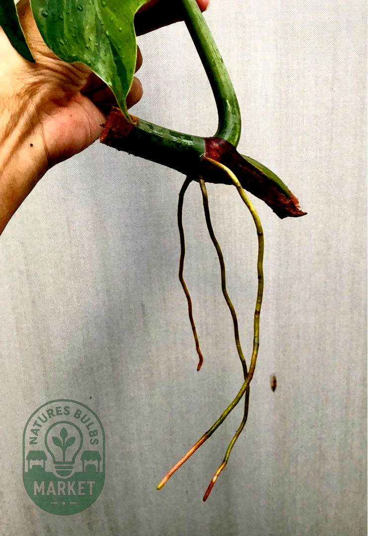 Philodendron radiatum Variegated