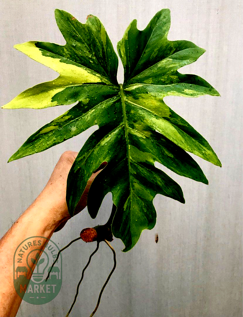 Philodendron radiatum Variegated