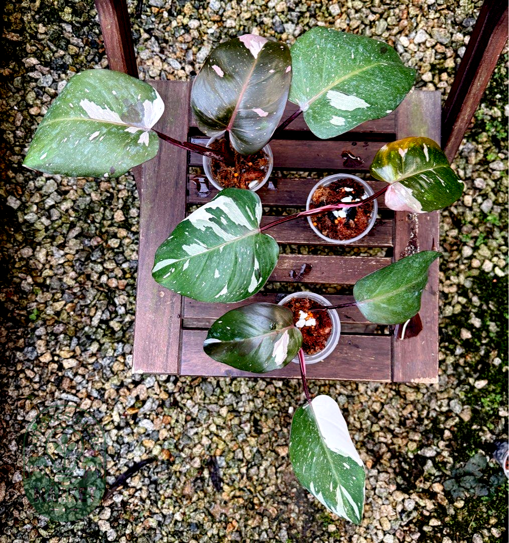 Philodendron Red Anderson