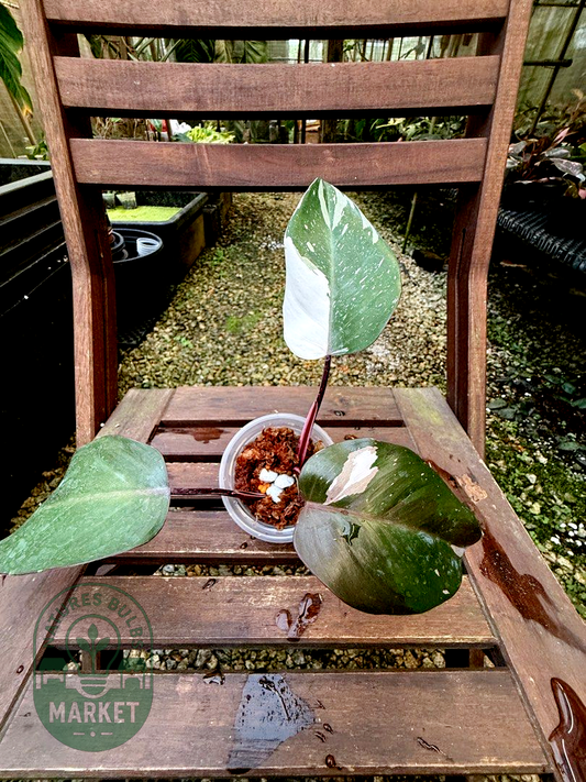 Philodendron Red Anderson