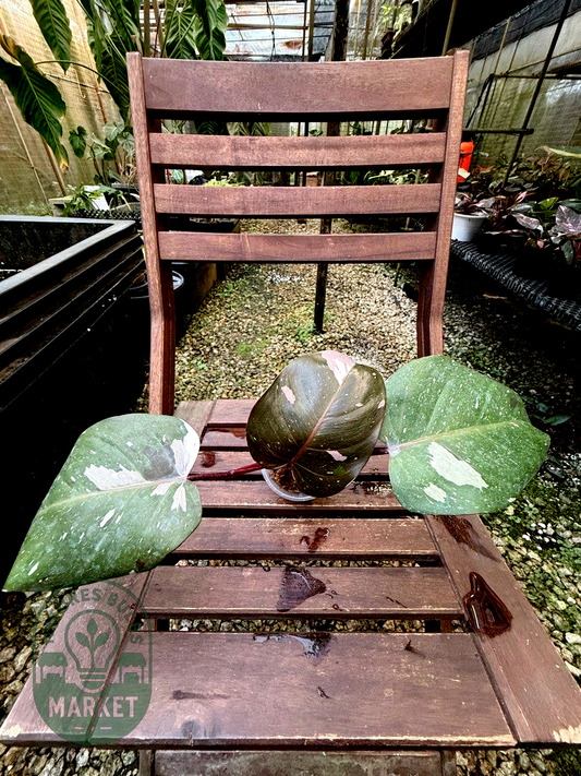 Philodendron Red Anderson