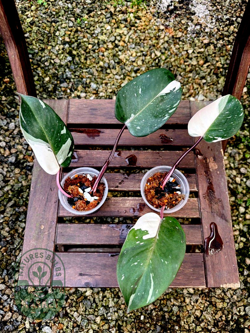 Philodendron Red Anderson