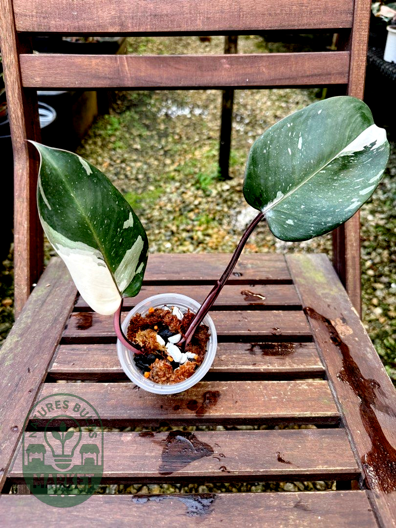 Philodendron Red Anderson