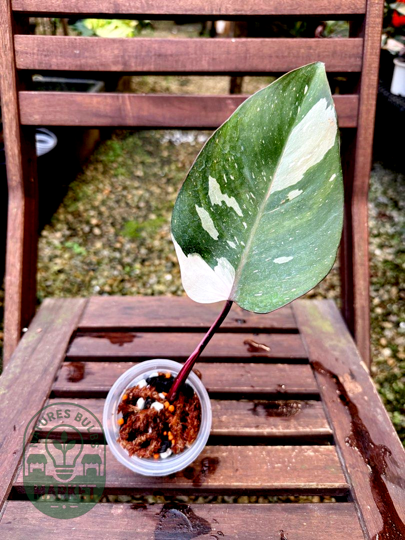 Philodendron Red Anderson