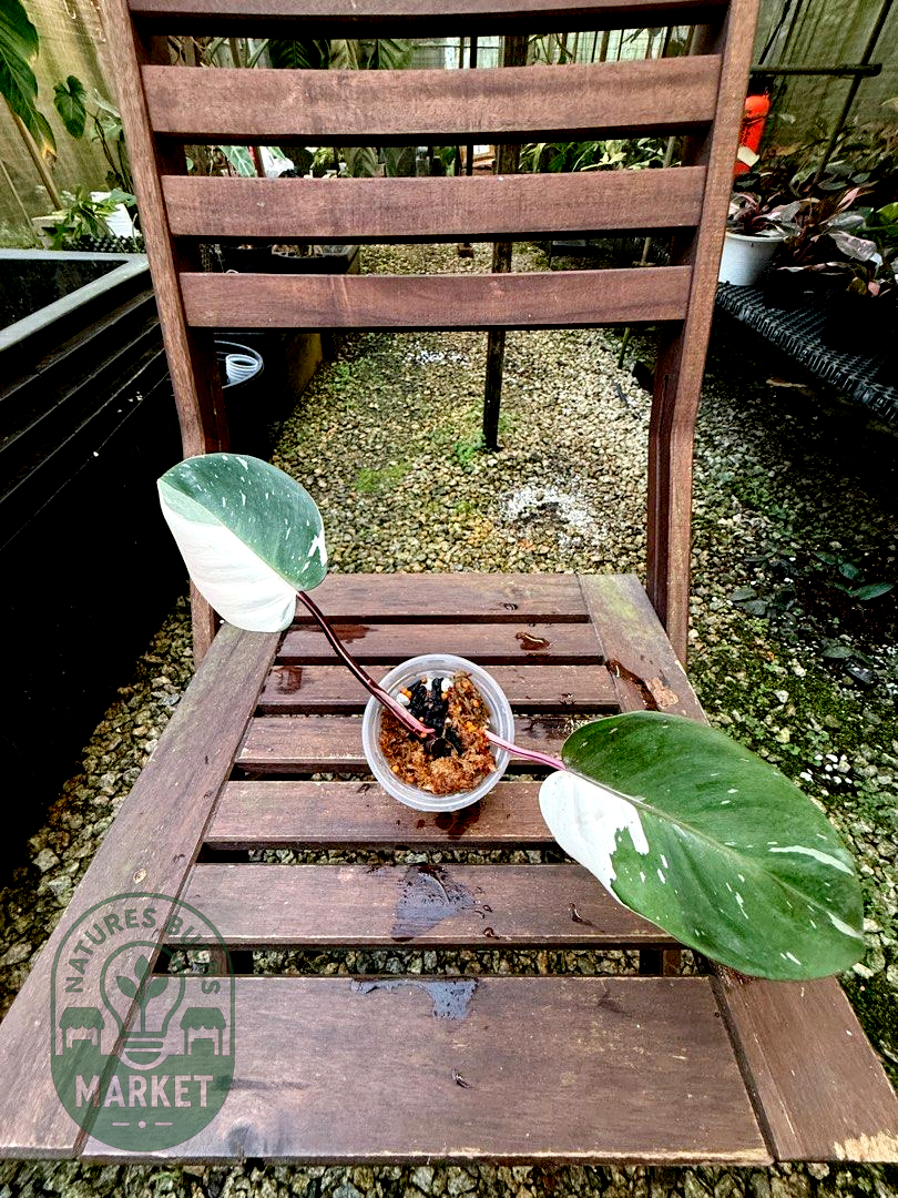 Philodendron Red Anderson