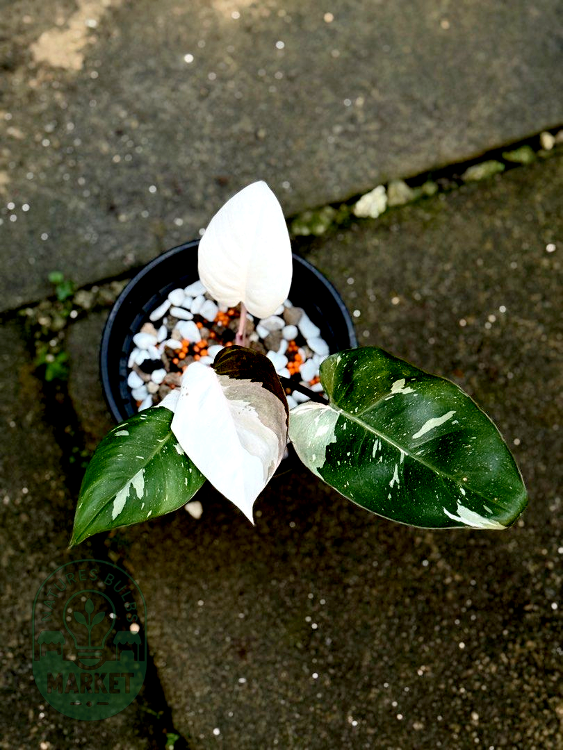 Philodendron Red Anderson