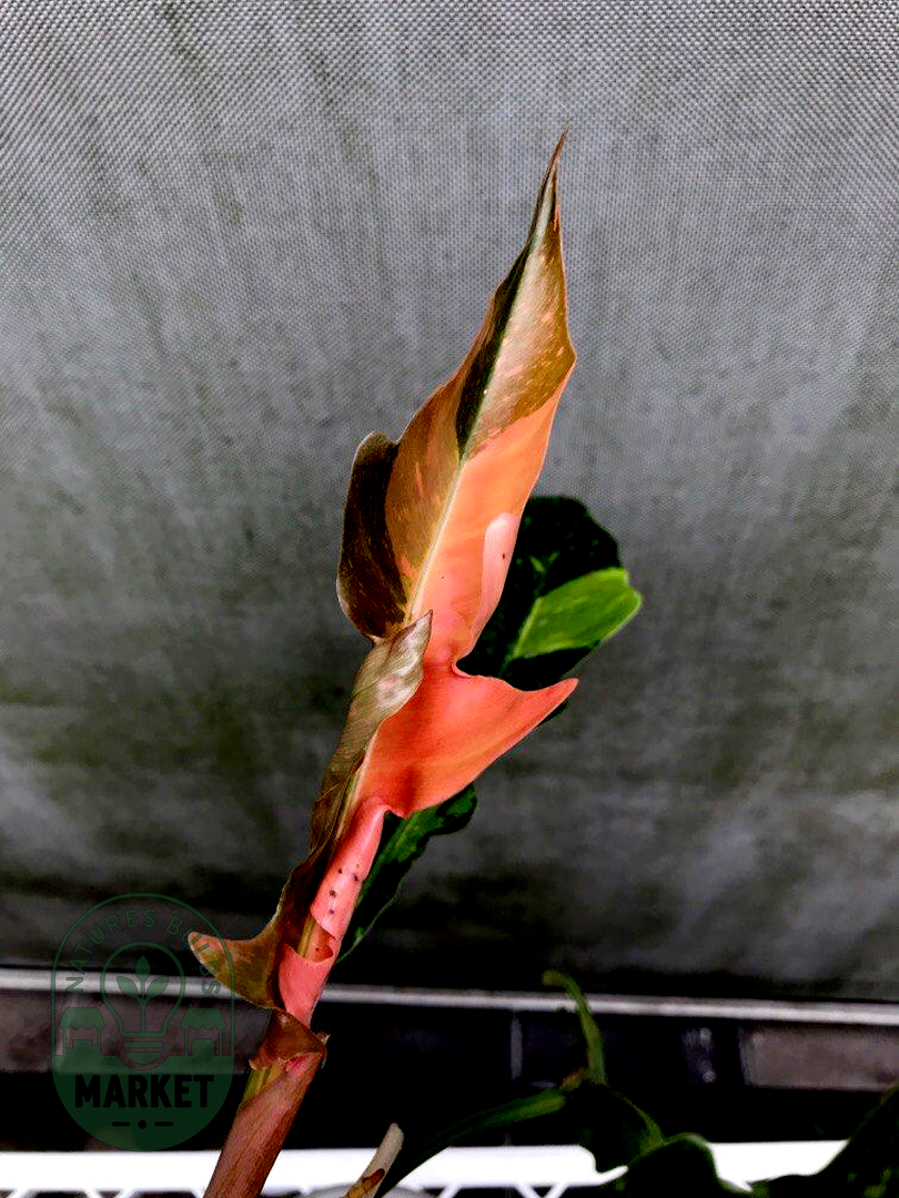 Philodendron Ring of Fire