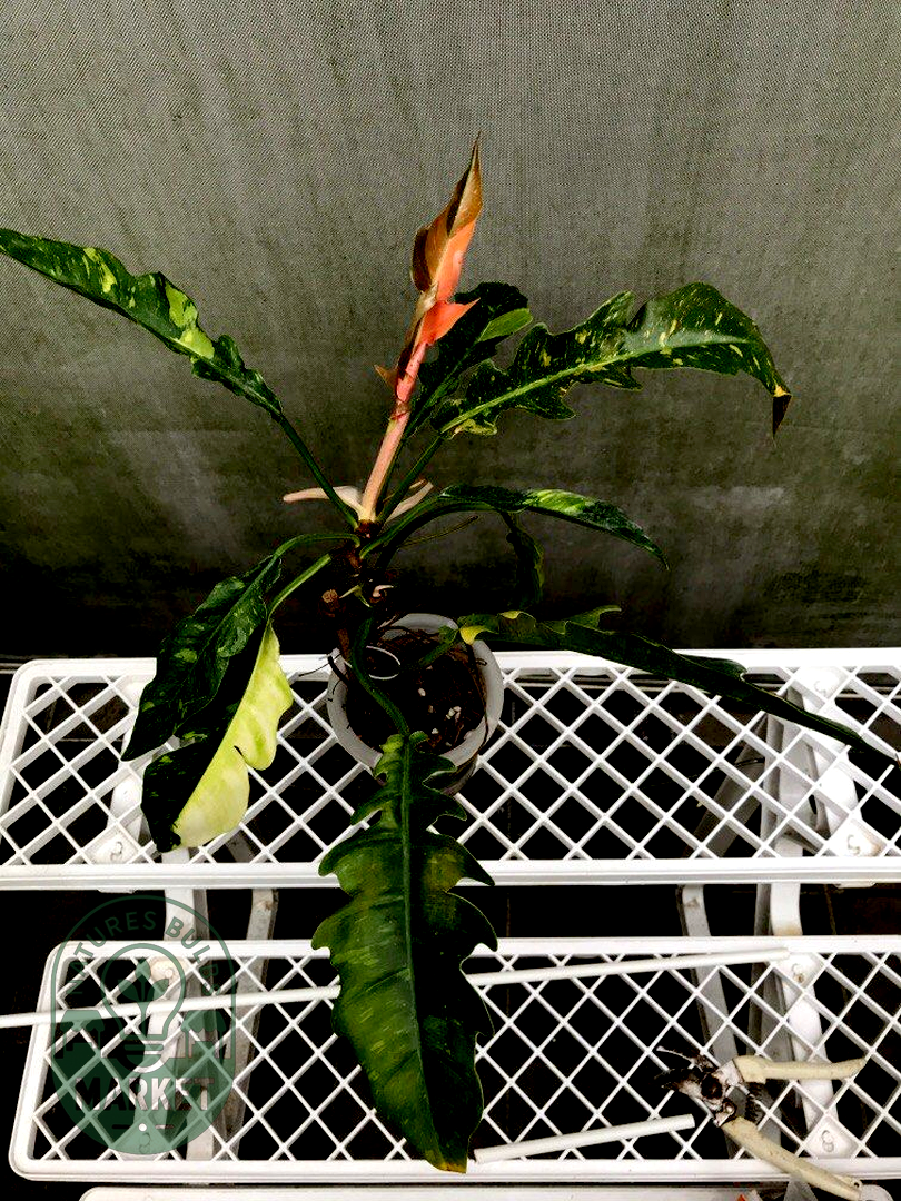 Philodendron Ring of Fire