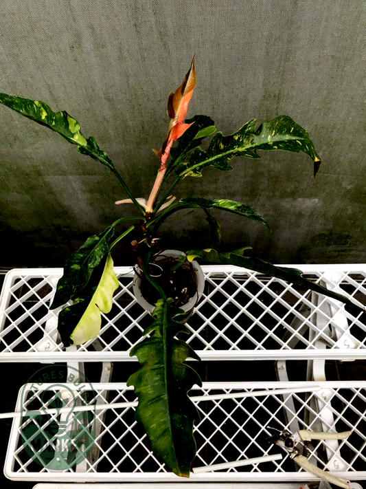 Philodendron Ring of Fire