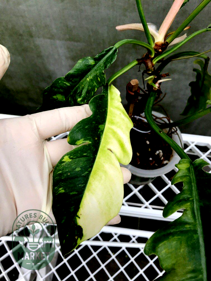 Philodendron Ring of Fire