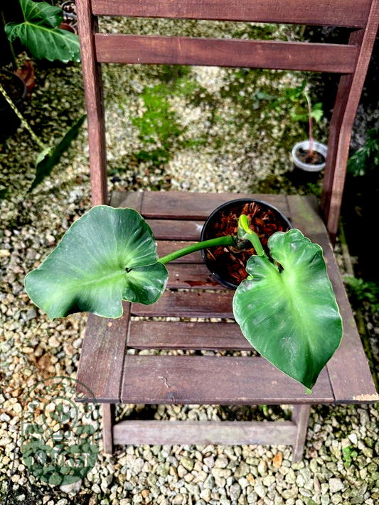 Philodendron Rugosum Aberrant Form