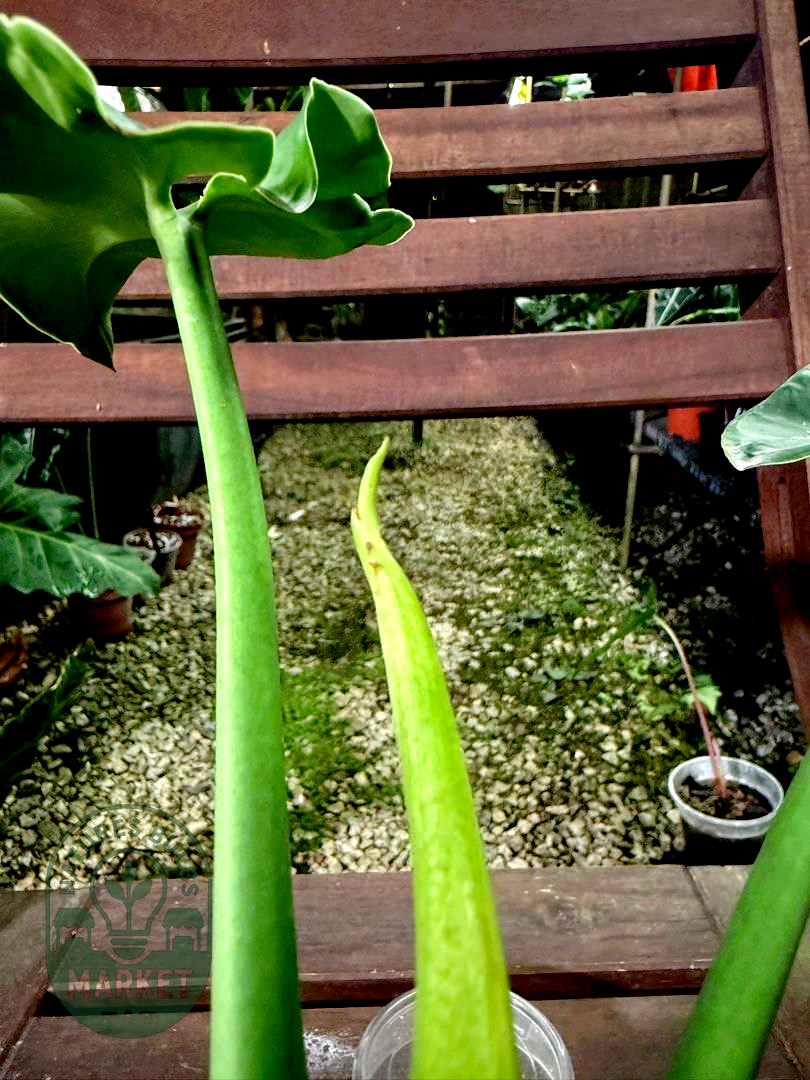 Philodendron Rugosum Aberrant Form