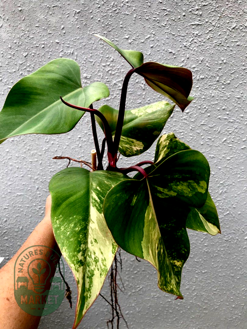 Philodendron Strawberry Shake