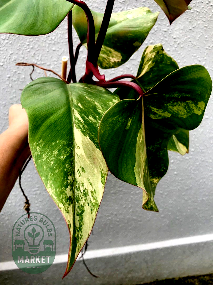 Philodendron Strawberry Shake