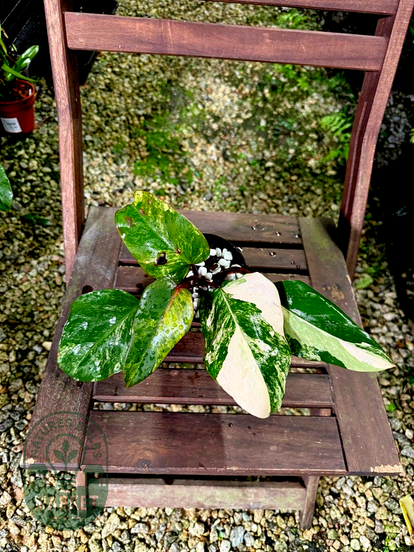 Philodendron Strawberry Shake