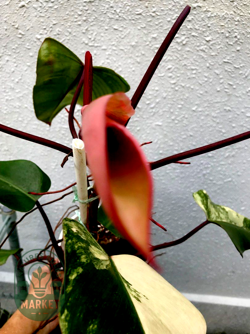 Philodendron Strawberry Shake