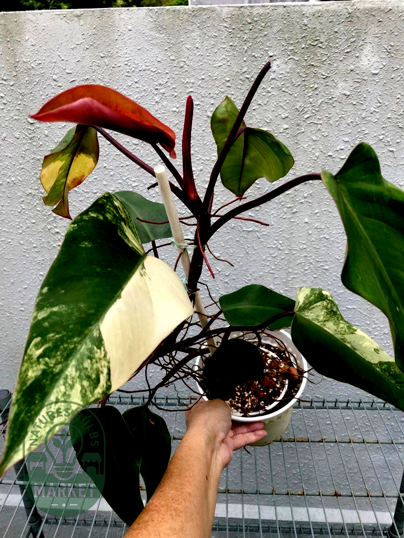 Philodendron Strawberry Shake