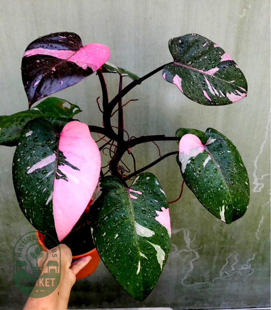 Philodendron Strawberry Shake