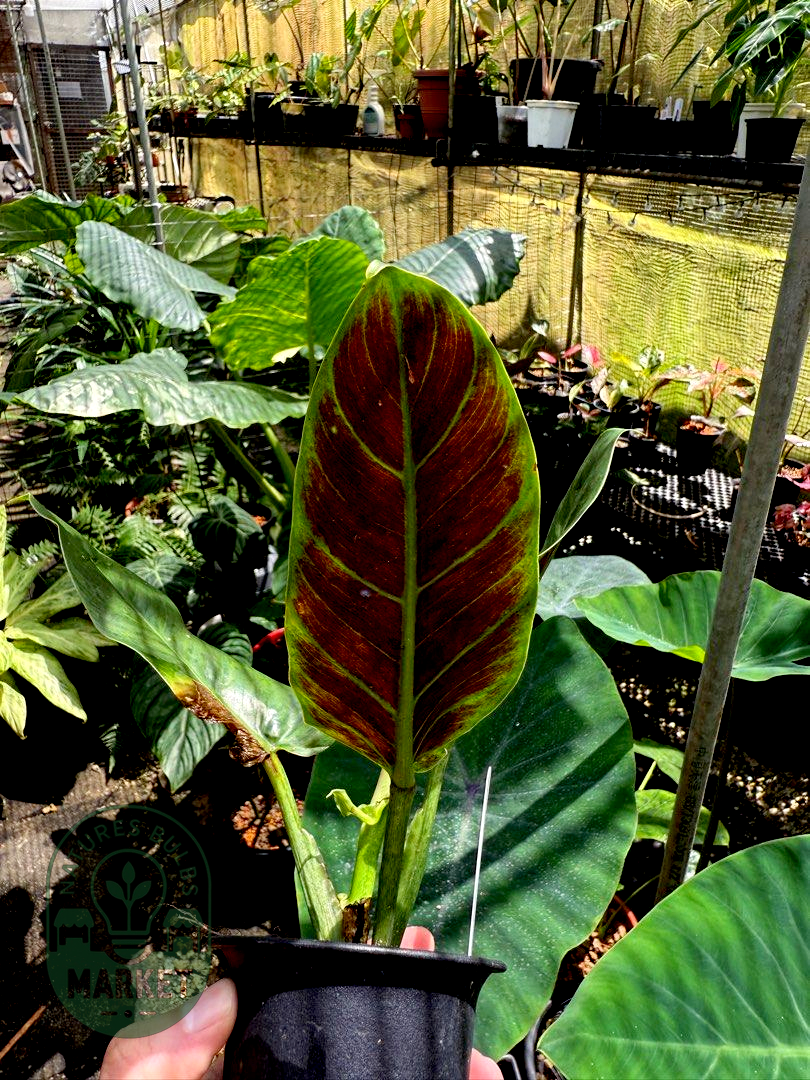 Philodendron Subhastatum Variegated