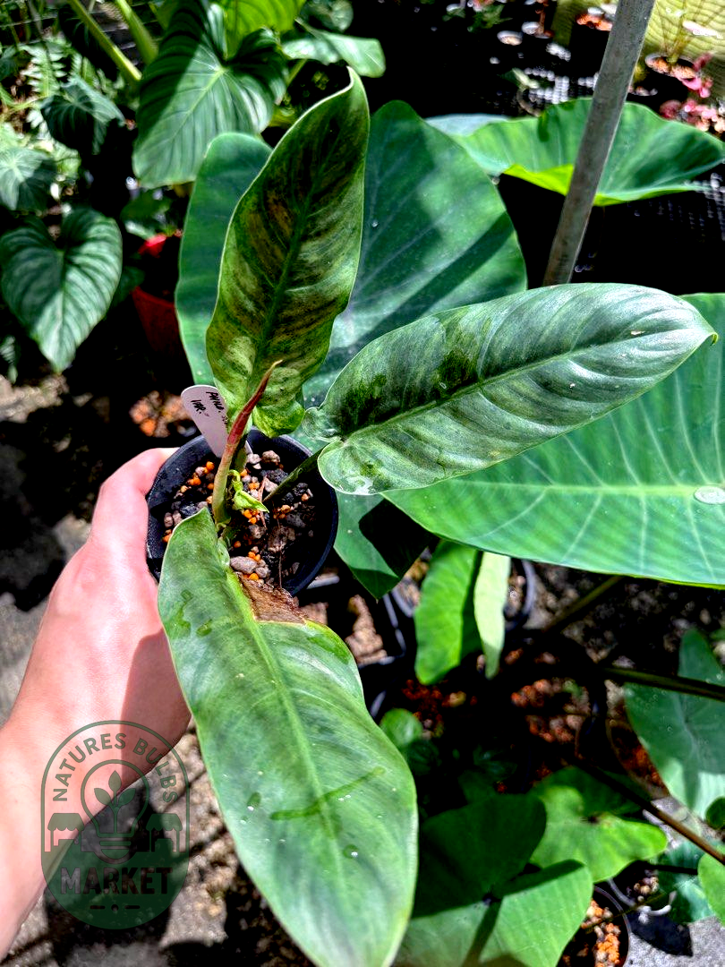 Philodendron Subhastatum Variegated