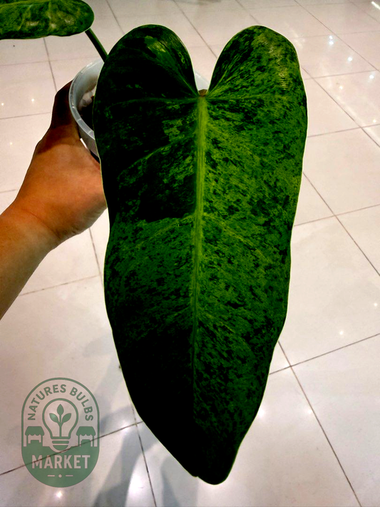 Philodendron Whipple Way Mint Variegated