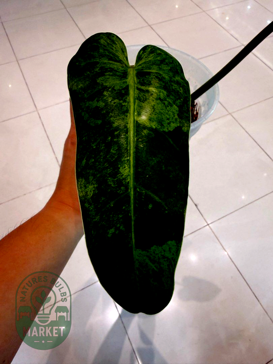 Philodendron Whipple Way Mint Variegated