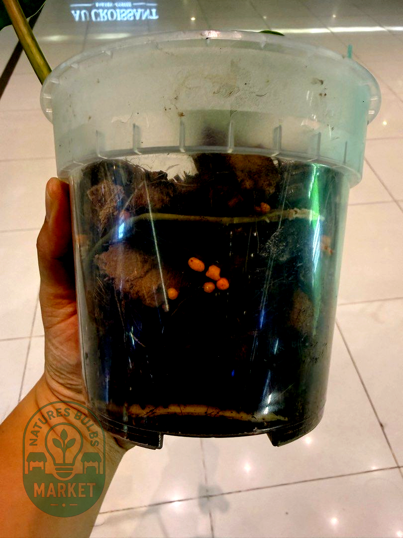 Philodendron Whipple Way Mint Variegated