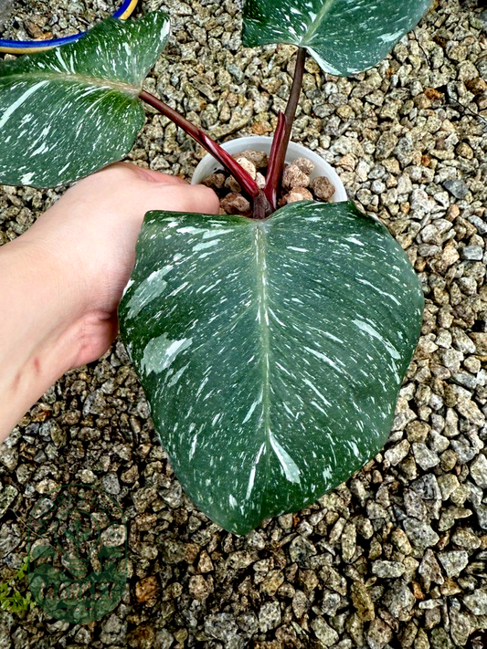 Philodendron White Knight Marble King