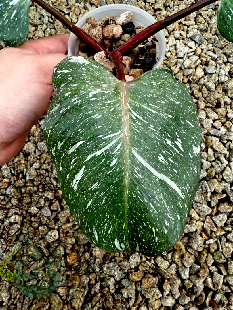 Philodendron White Knight Marble King