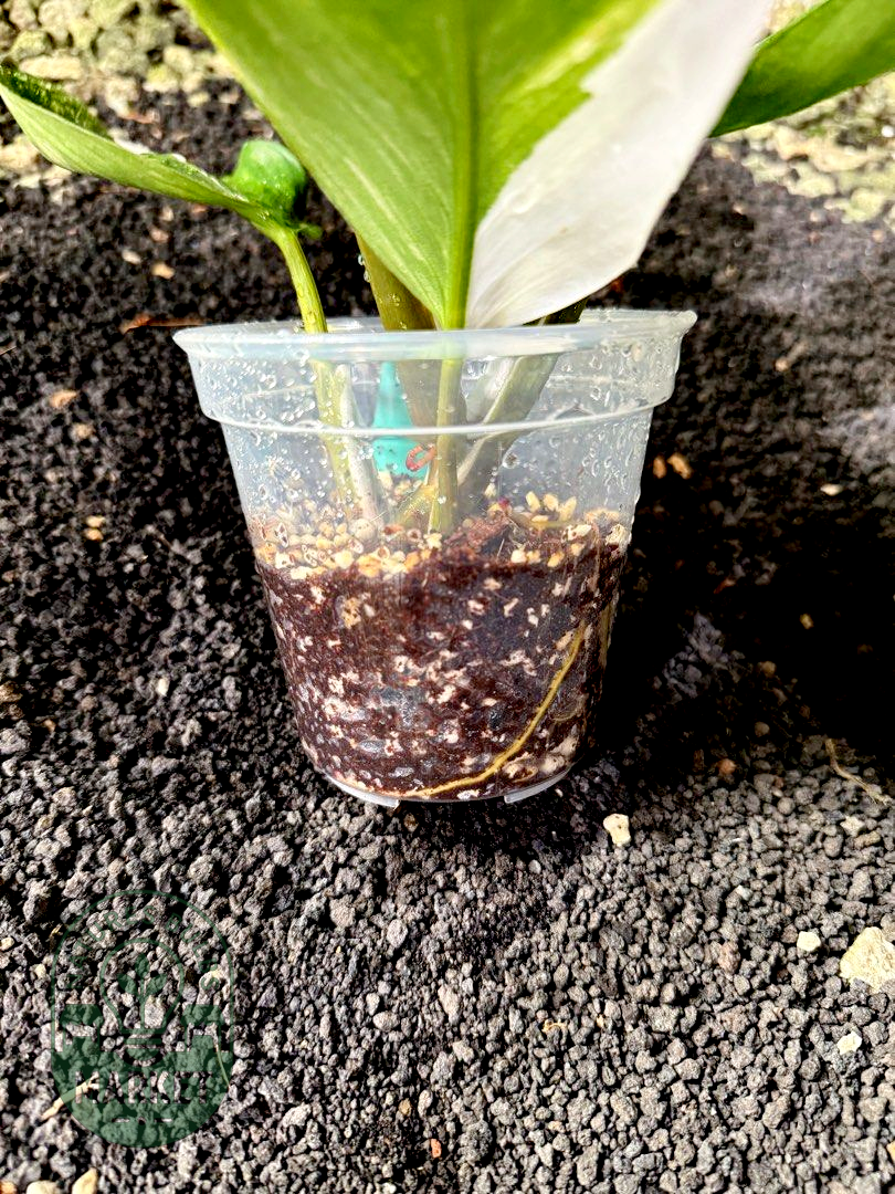 Philodendron White Knight Tricolour Variegated