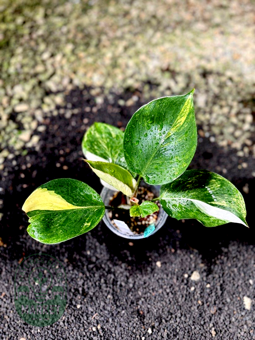 Philodendron White Knight Tricolour Variegated
