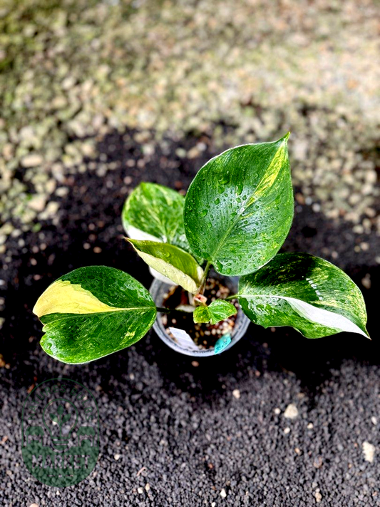 Philodendron White Knight Tricolour Variegated