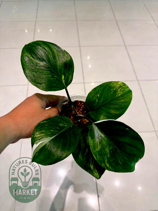 Philodendron White Knight Tri-Colour