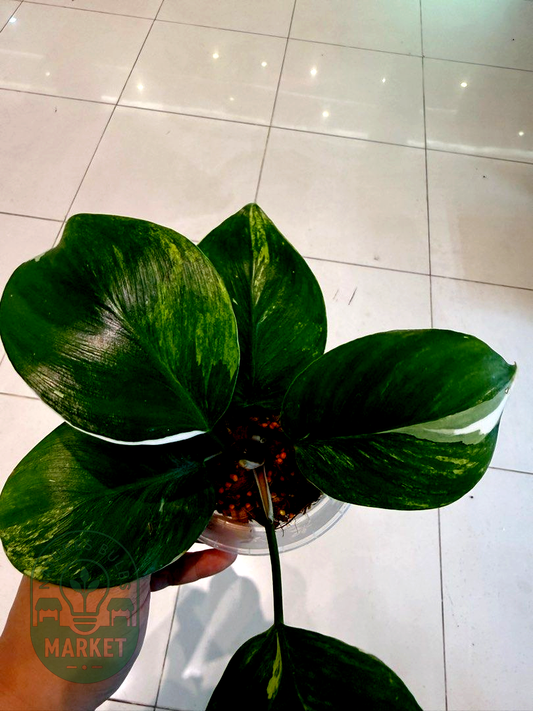 Philodendron White Knight Tri-Colour