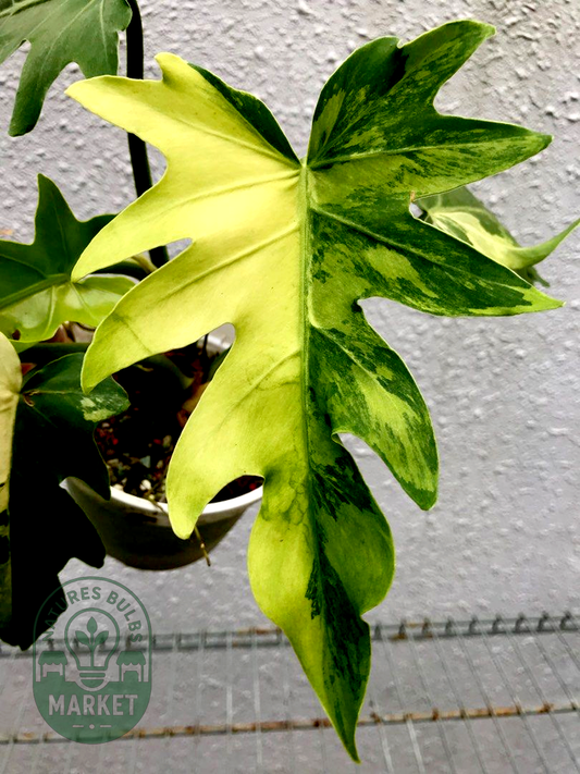 Philodendron williamsii