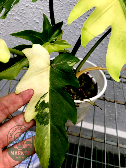 Philodendron williamsii