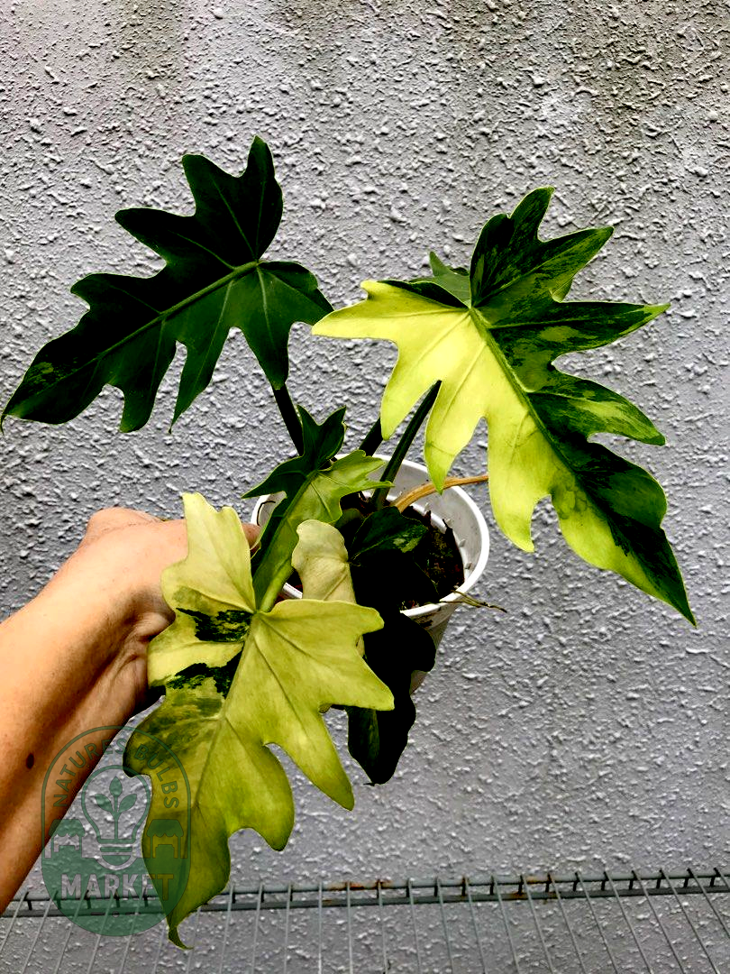 Philodendron williamsii