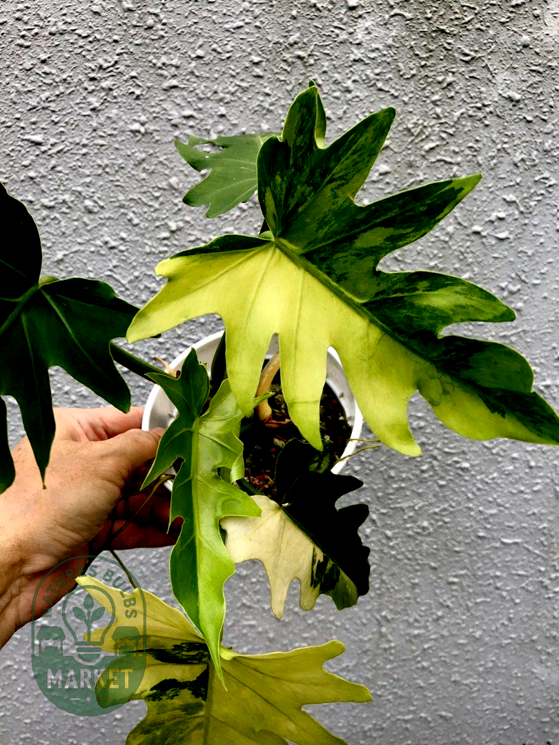 Philodendron williamsii