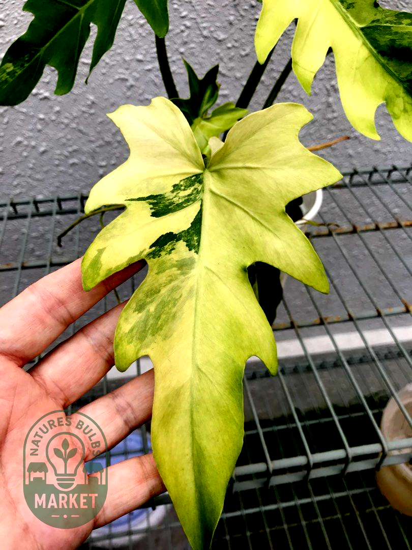 Philodendron williamsii