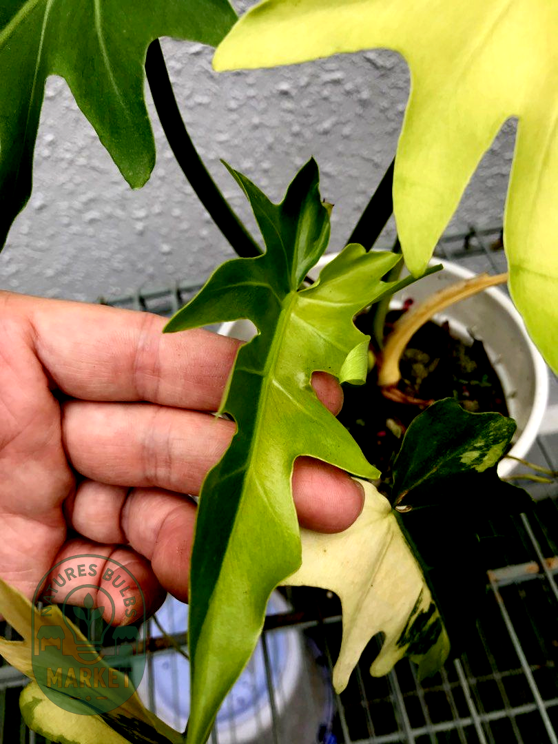 Philodendron williamsii