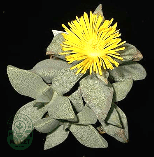 Pleiospilos compactus ssp canus - Natures Bulb Market