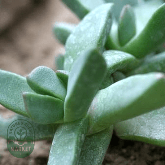 Pleiospilos magnipunctatus - Natures Bulb Market