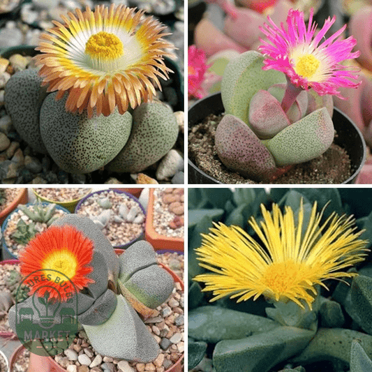 Pleiospilos Mixed Species - Natures Bulb Market